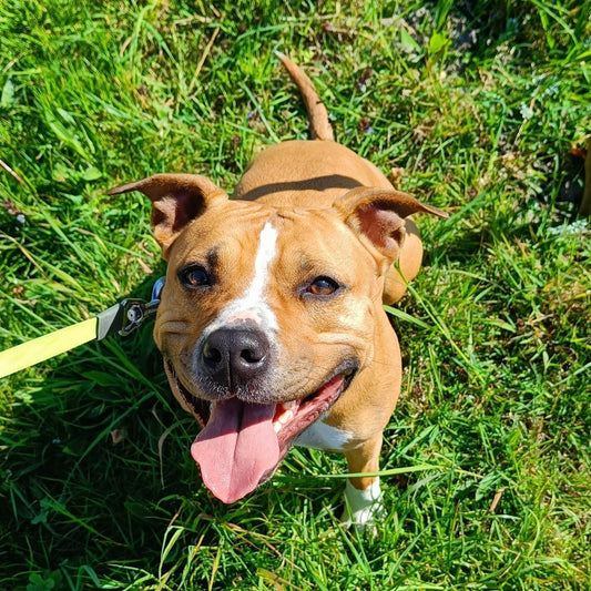 Wandeltraining - Power Paws