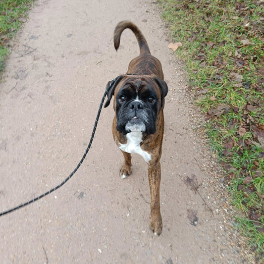 Uitlaatservice 30 minuten - Power Paws
