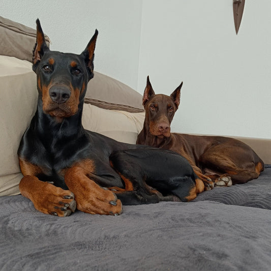 Checklist voor de honden/kattenoppas