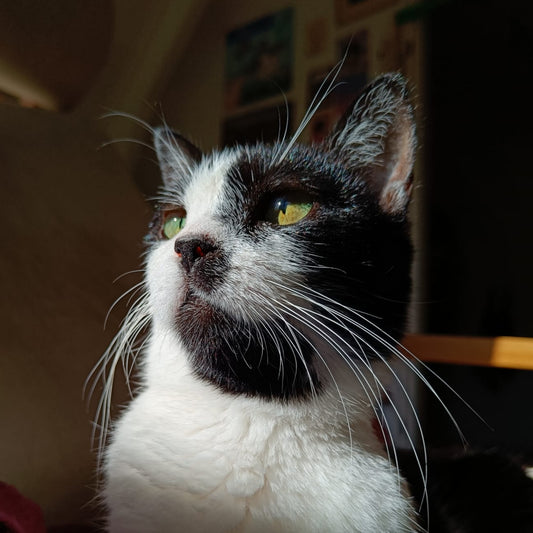 Kattenbezoek 30 minuten