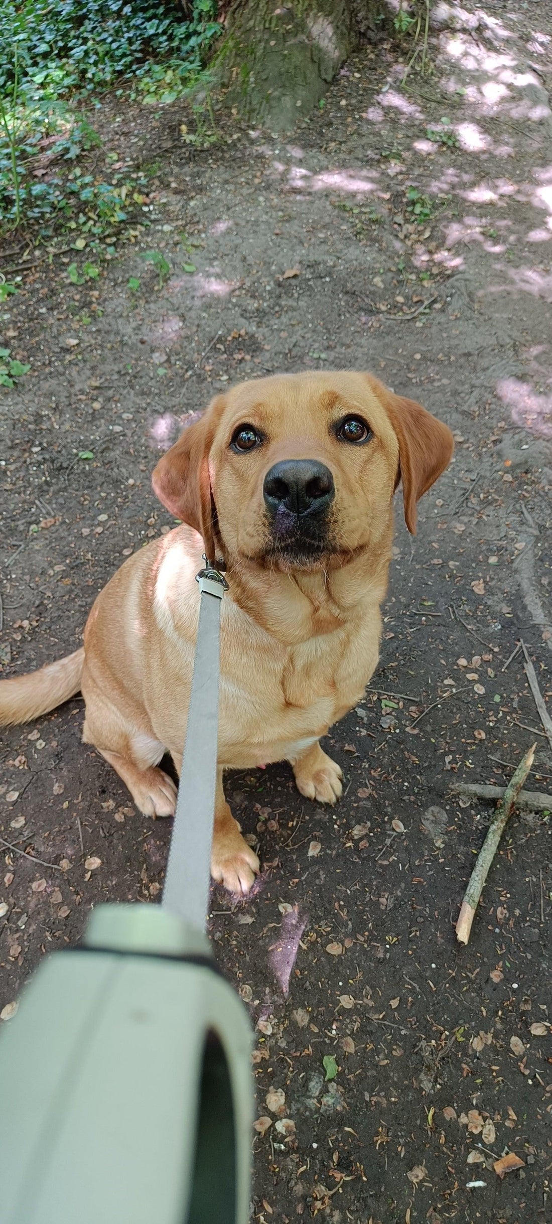 Blonde labrador aan de lijn in bos, hondentrainer Power Paws Gouda