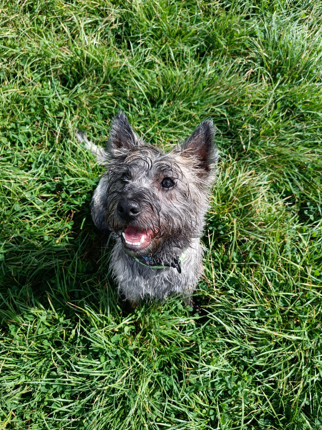 Blije natte hond op gras, hondentrainer en uitlaatservice Power Paws Gouda
