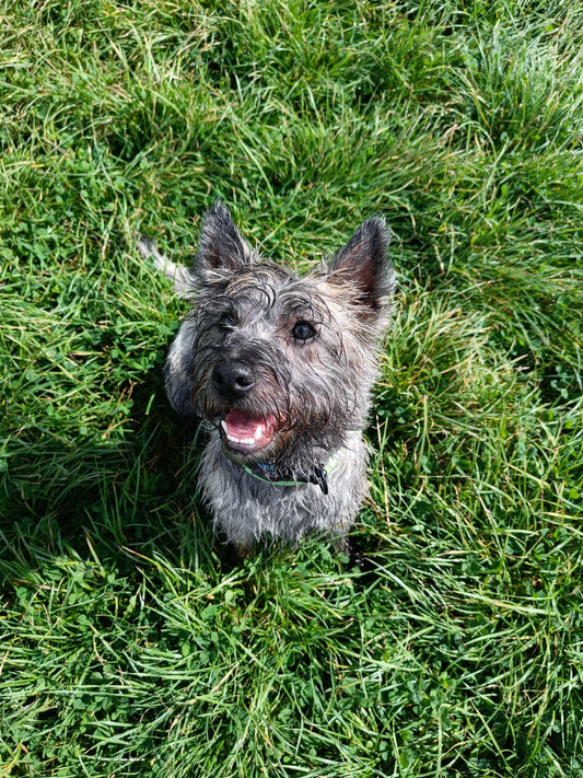 Blije natte hond op gras, hondentrainer en uitlaatservice Power Paws Gouda