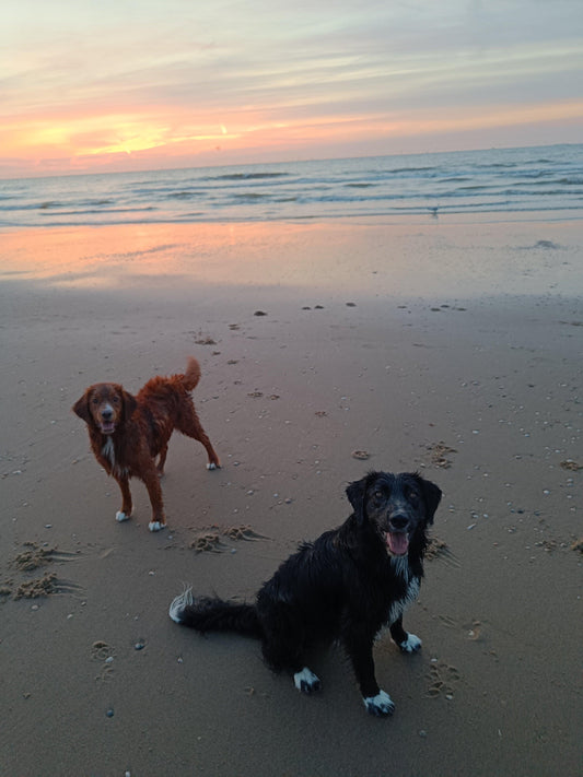 Twee honden op het strand bij zonsondergang, hondenuitlaatservice Gouda