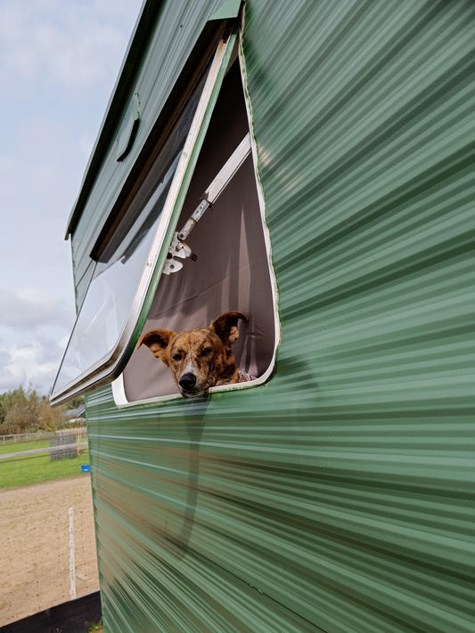 Bruine hond kijkt uit raam van groene caravan bij Power Paws hondentrainer Gouda
