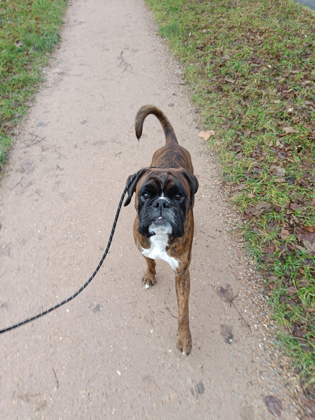 Boxerhond aan de lijn tijdens wandeling op pad, Power Paws hondentrainer Gouda