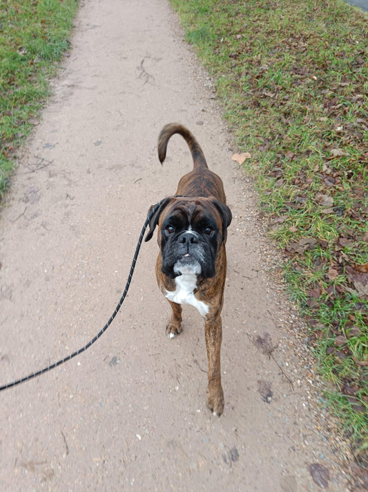 Boxerhond aan de lijn tijdens wandeling op pad, Power Paws hondentrainer Gouda