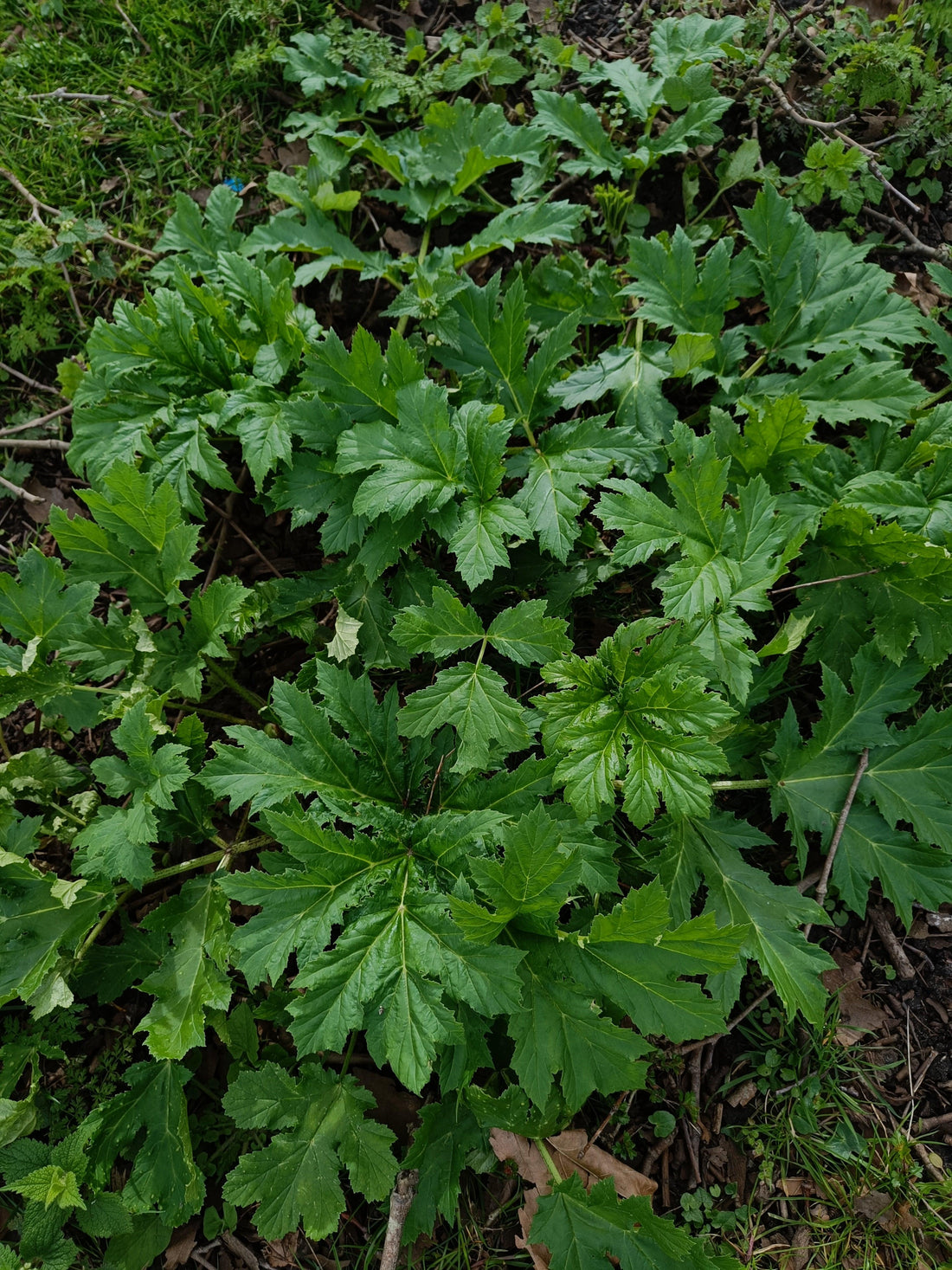 Groene bladeren in het gras, buitenomgeving in Gouda, Power Paws uitlaatservice