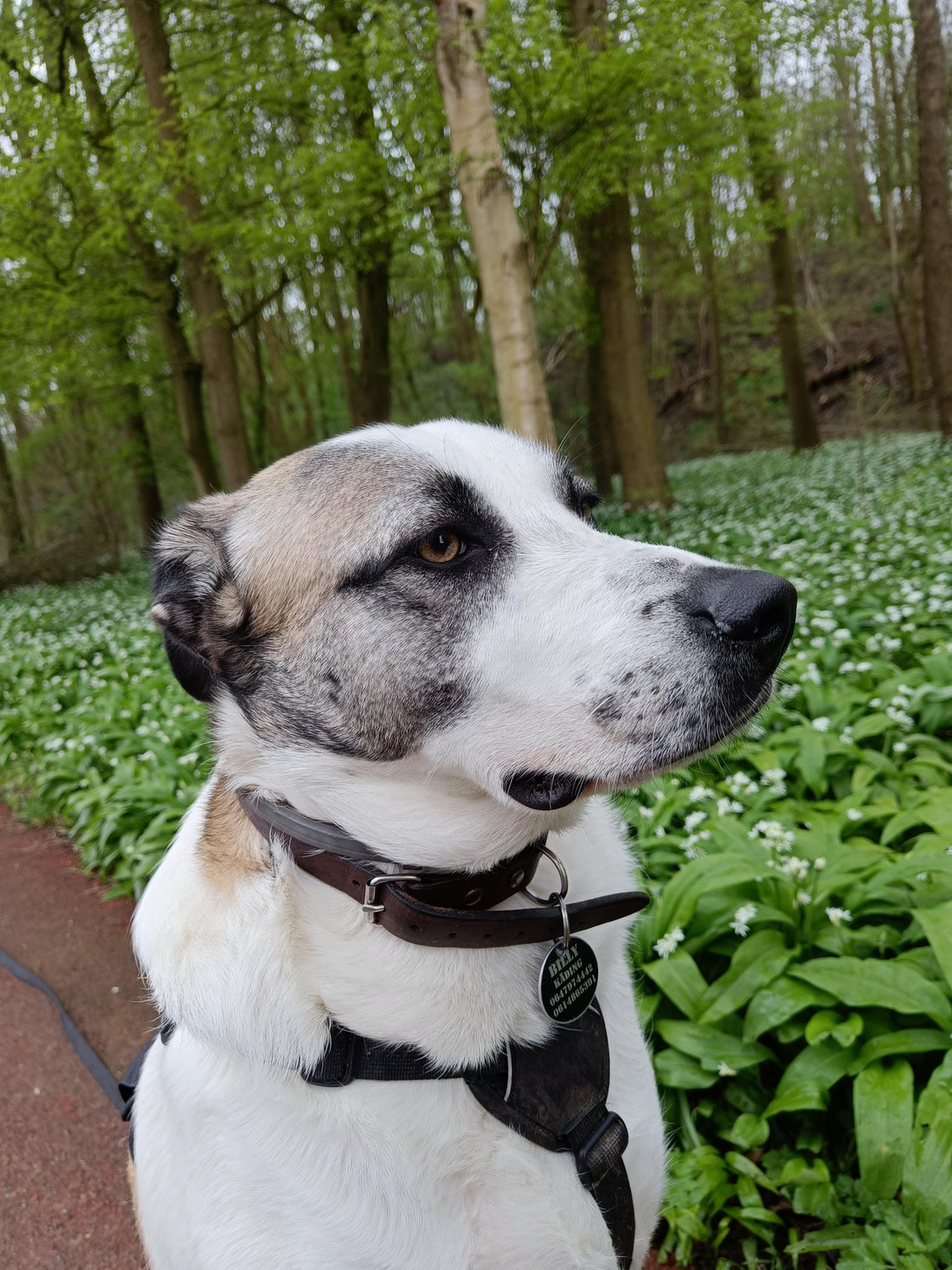 Grote hond met bruine vlekken in bos, hondenuitlaatservice Gouda Power Paws