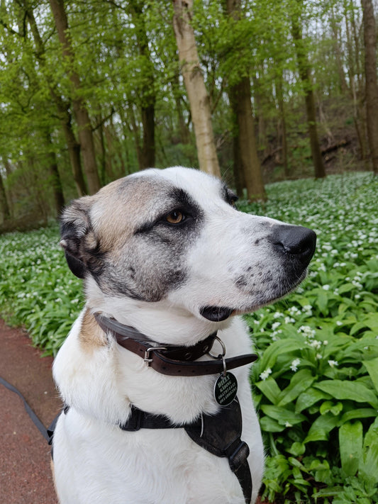 Grote hond met bruine vlekken in bos, hondenuitlaatservice Gouda Power Paws