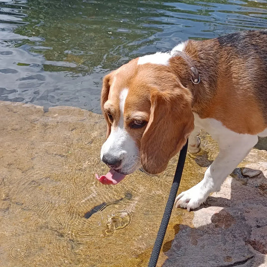 Beagle drinkt water aan de waterkant tijdens hondenuitlaatservice in Gouda, Power Paws