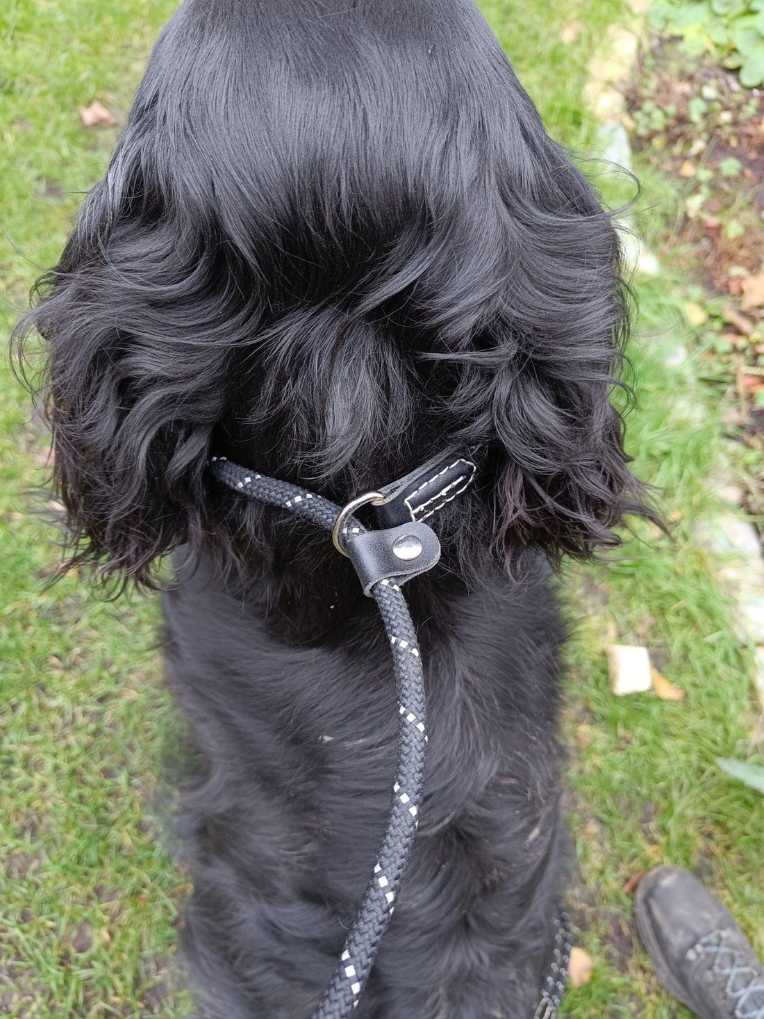 Zwarte hond met slipriem op gras, Power Paws hondentrainer Gouda