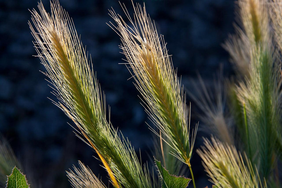 Close-up van grasaren in zonlicht, natuurdetail, Power Paws omgeving Gouda.