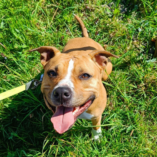 Wandeltraining - Power Paws
