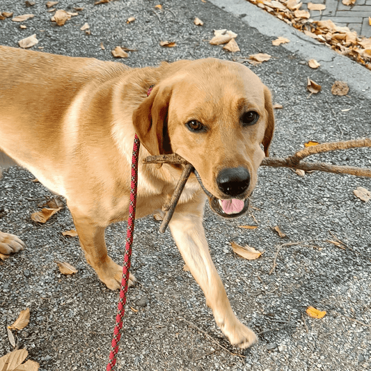 Puppy training (1 les) - Power Paws