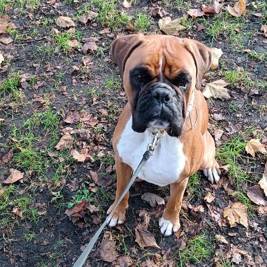 Gedragstraining (1 les) - Power Paws