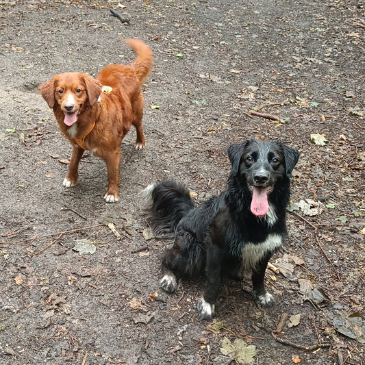 Checklist voor de honden/kattenoppas