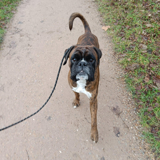 Uitlaatservice 30 minuten - Power Paws