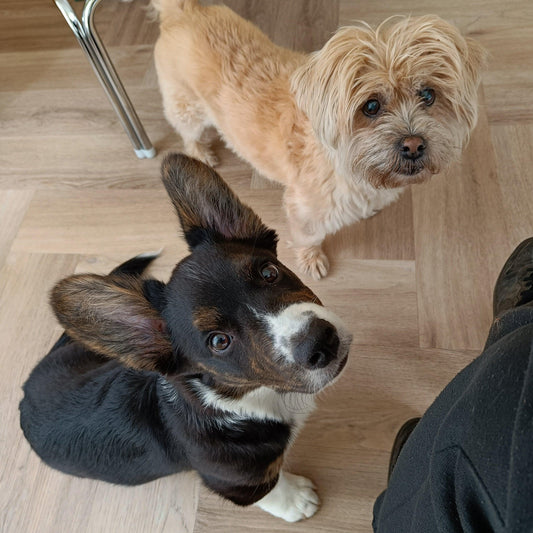 Puppy training (4 lessen) - Power Paws