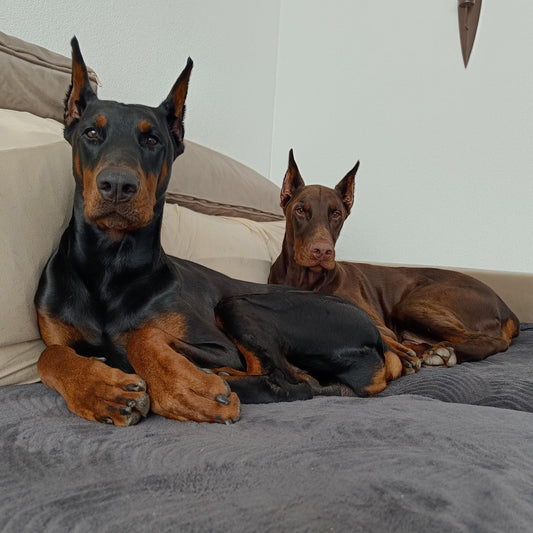 Dog Sitter Checklist